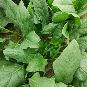 大叶菠菜10~15厘米