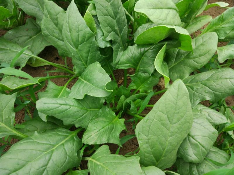 大叶菠菜10~15厘米