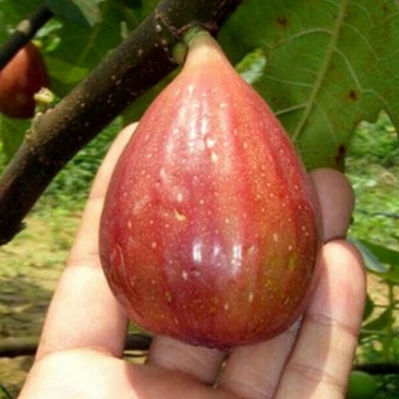 玛斯义陶芬无花果苗30~50cm