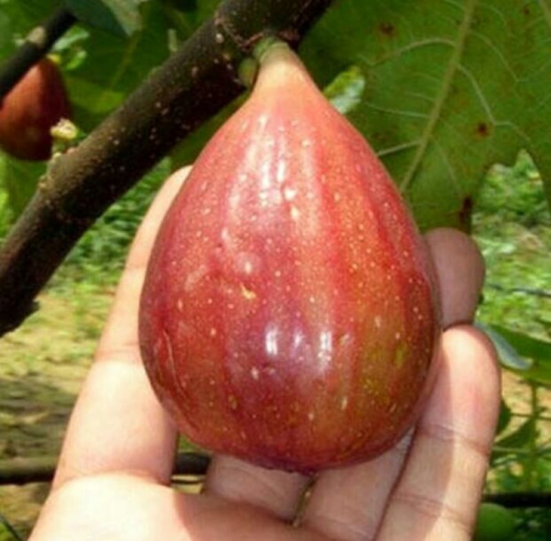 玛斯义陶芬无花果苗30~50cm