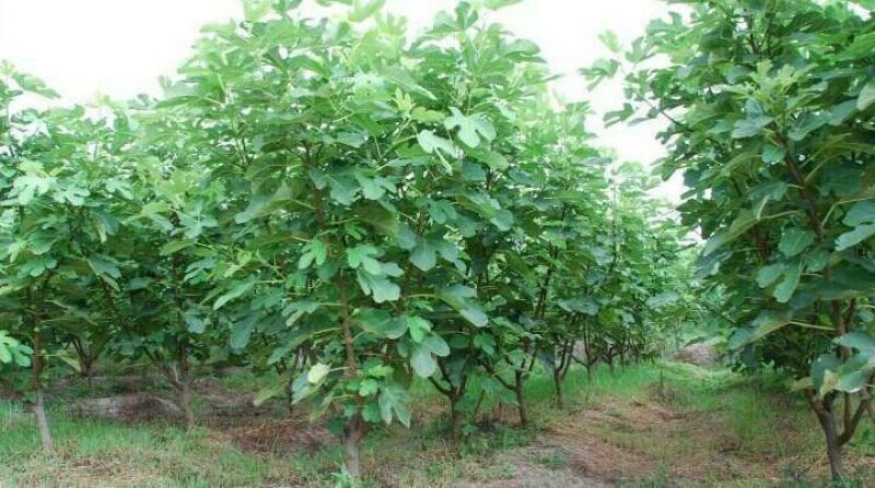 玛斯义陶芬无花果苗30~50cm