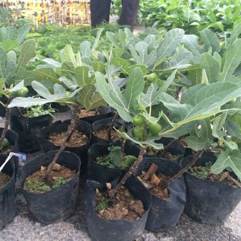 玛斯义陶芬无花果苗30~50cm