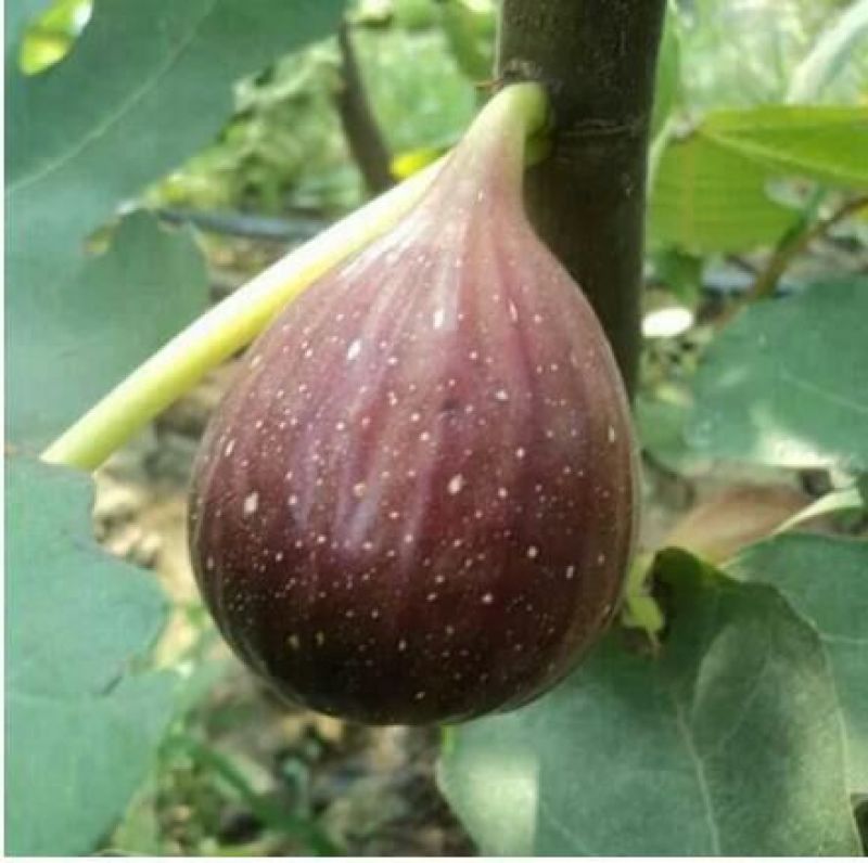 玛斯义陶芬无花果苗30~50cm