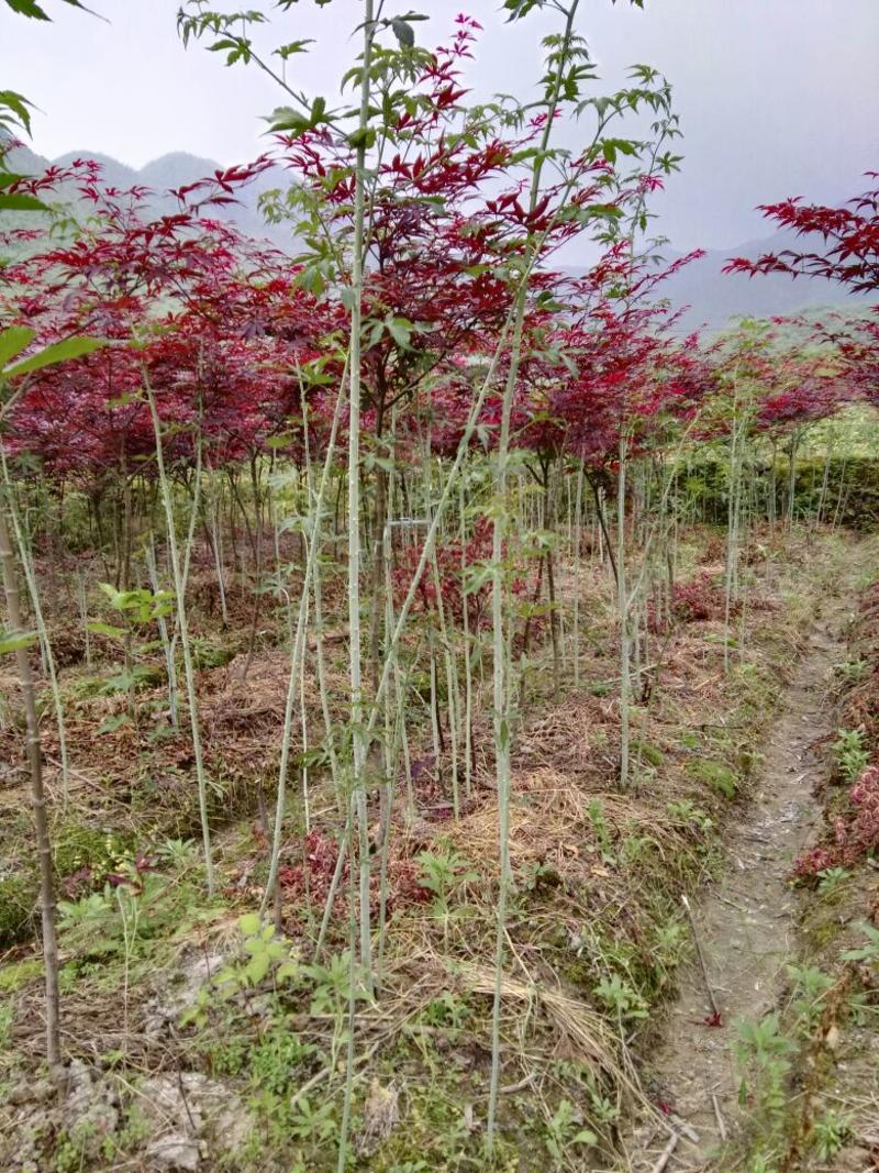 掌叶覆盆子苗五叶七叶牛奶梦子基地改良品种