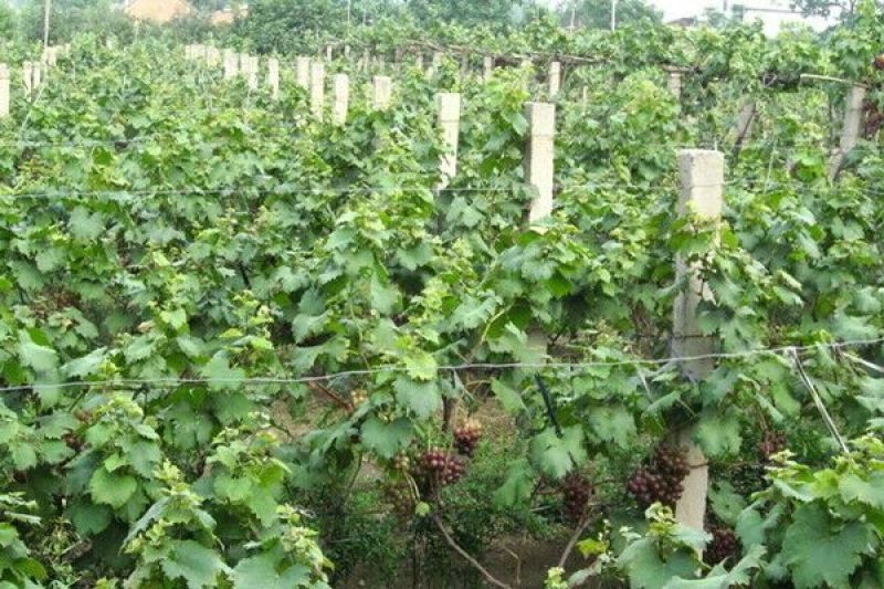 巨峰葡萄苗30cm以下2年