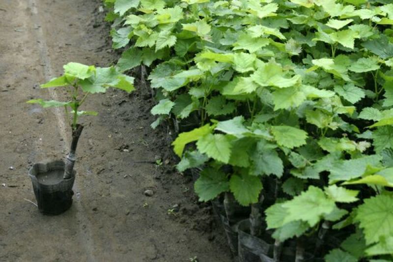 巨峰葡萄苗30cm以下2年