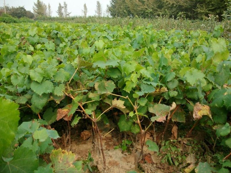 巨峰葡萄苗30cm以下2年