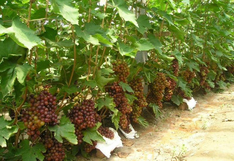 巨峰葡萄苗30cm以下2年