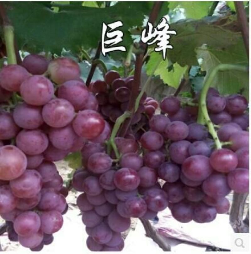 巨峰葡萄苗30cm以下2年