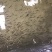 建鲤
