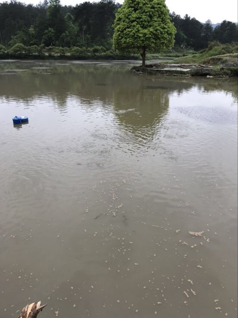 建鲤