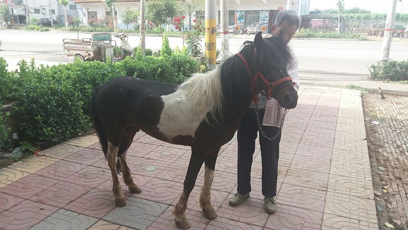 矮马100~200kg