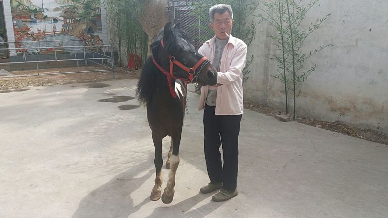 矮马100~200kg