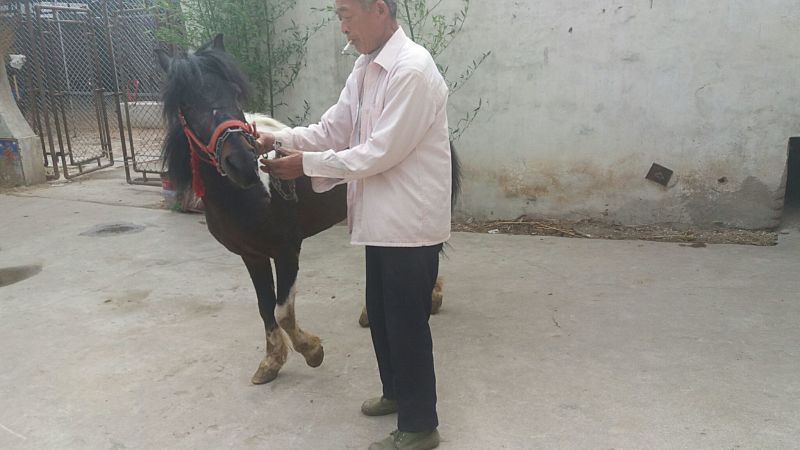 矮马100~200kg