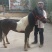 矮马100~200kg