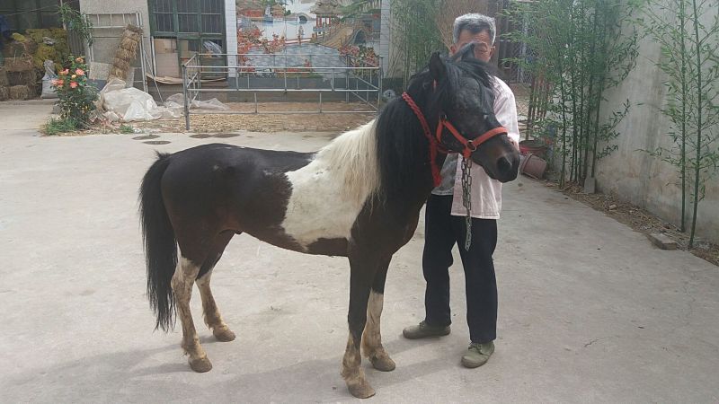 矮马100~200kg