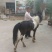 矮马100~200kg