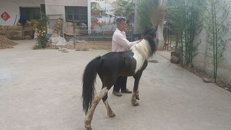 矮马100~200kg