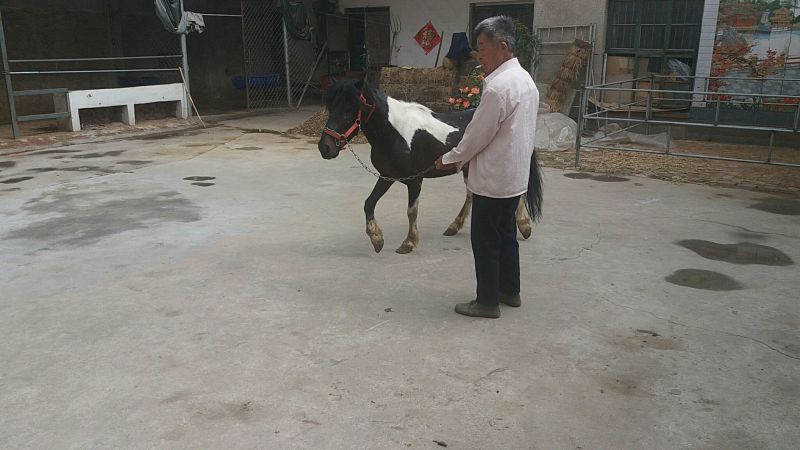矮马100~200kg