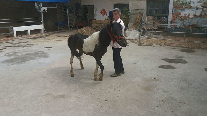 矮马100~200kg