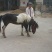 矮马100~200kg