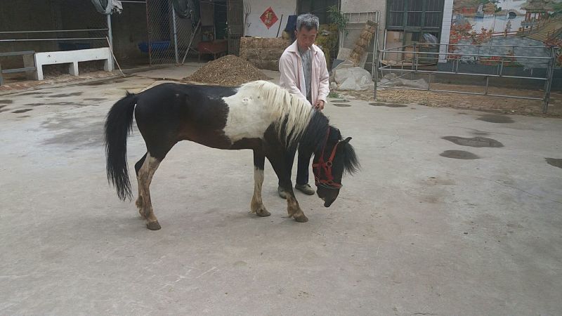 矮马100~200kg
