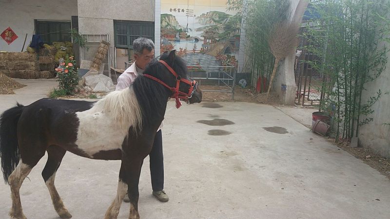 矮马100~200kg