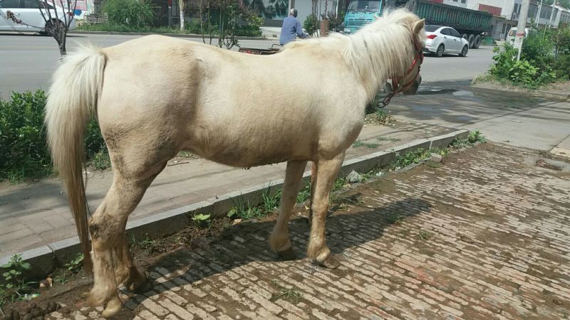 矮马100~200kg