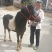 矮马100~200kg