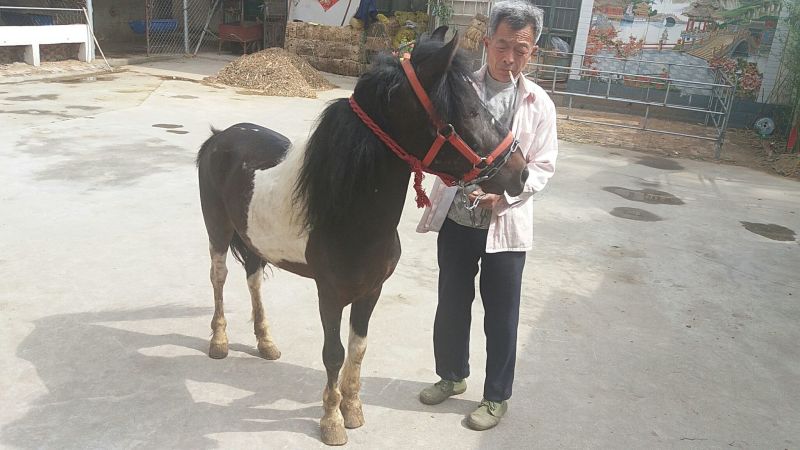 矮马100~200kg