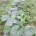 老南瓜10斤左右