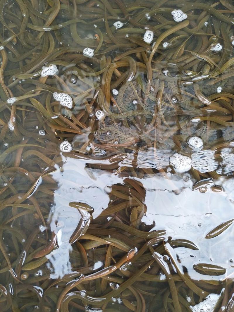 安徽滁州本地黄鳝苗成活率高！江西三里瑞洪，余干，湖北