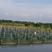 安徽滁州本地黄鳝苗成活率高！江西三里瑞洪，余干，湖北