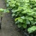红提葡萄苗3年50~80cm