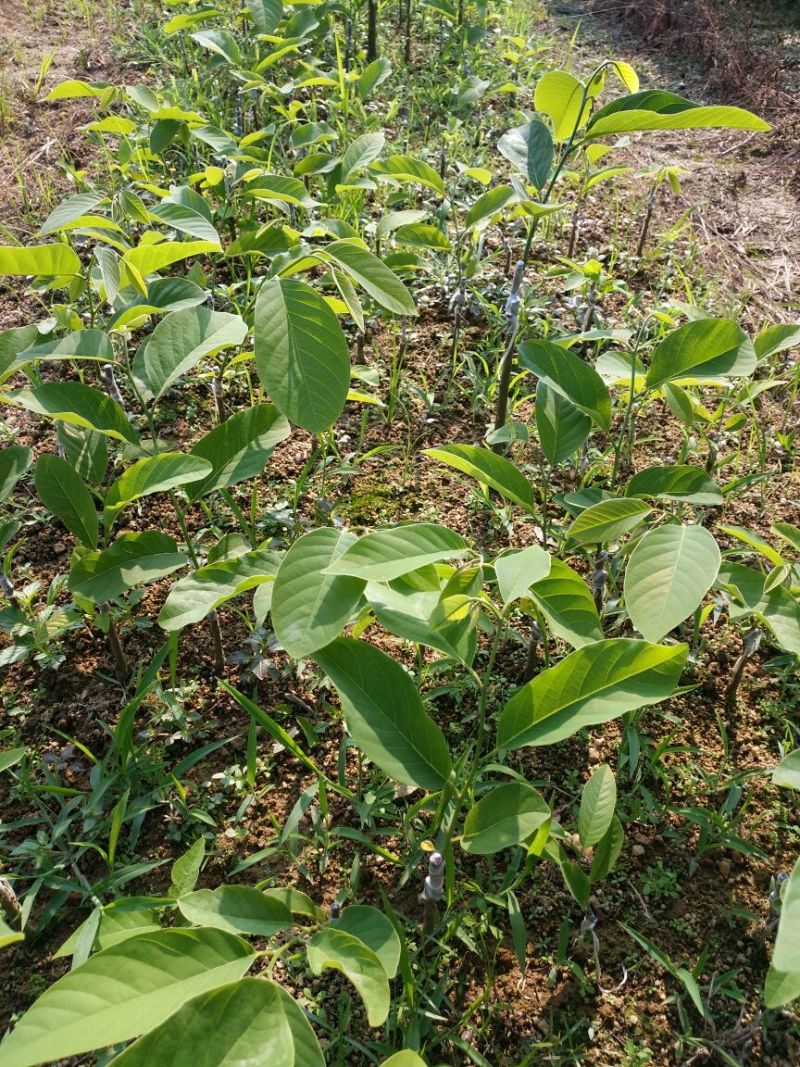 释迦苗可视频看货支持线上交易产地直销