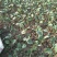 苔菜