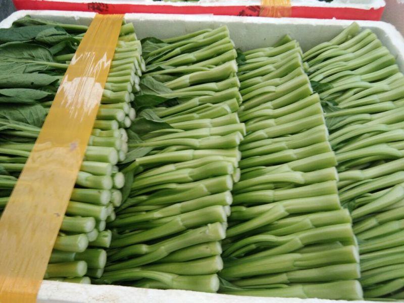 苔菜