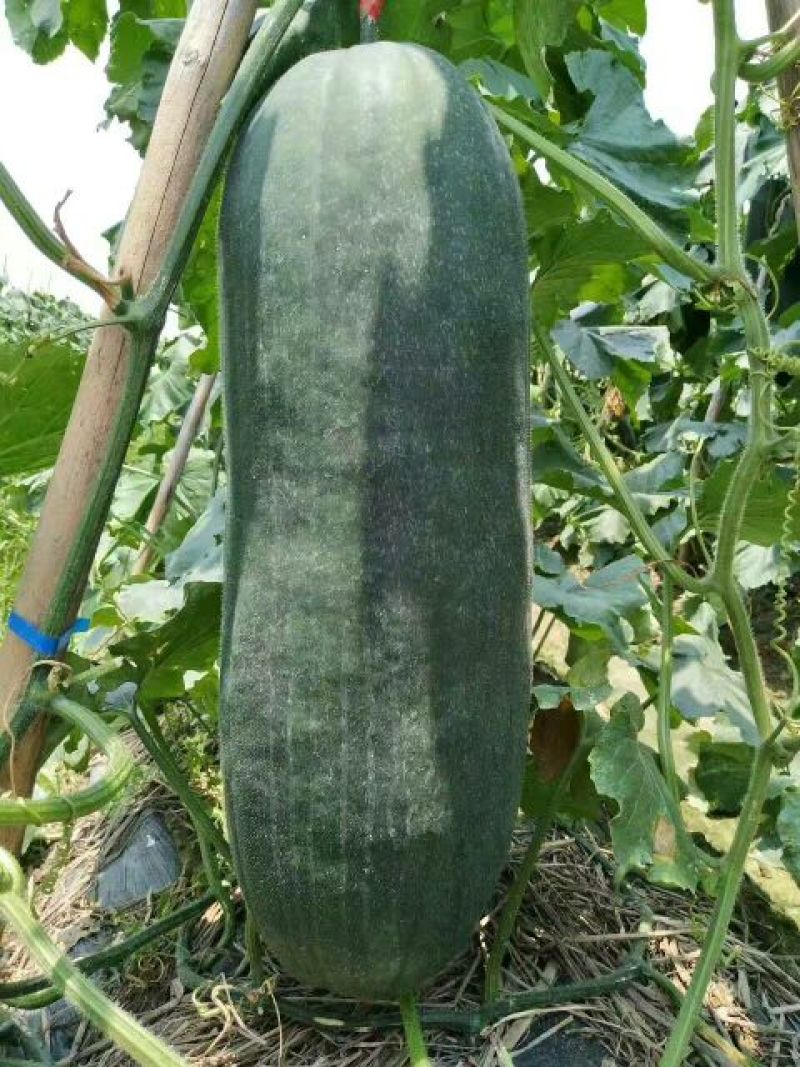 广西黑皮冬瓜吊瓜单个15斤以上大量上市保质保量