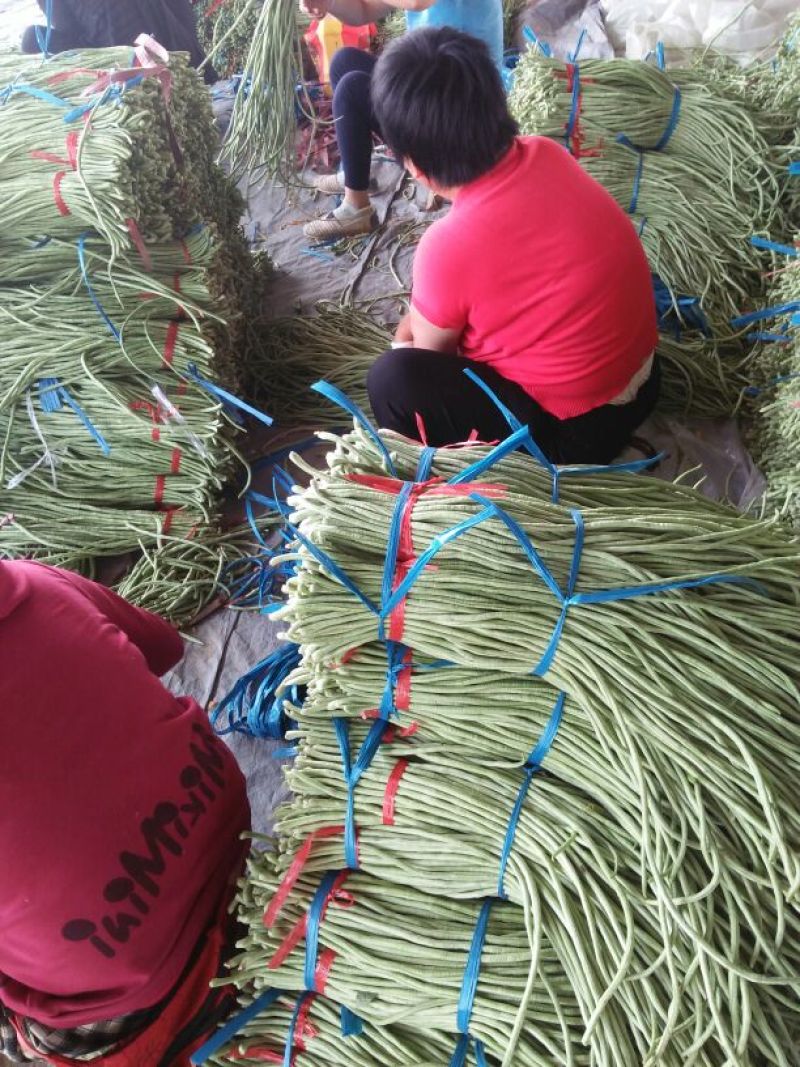架豆王豆角70厘米以上，大量上市。