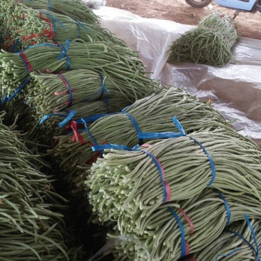 架豆王豆角70厘米以上，大量上市。