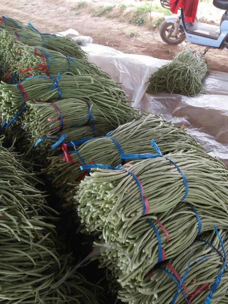 架豆王豆角70厘米以上，大量上市。