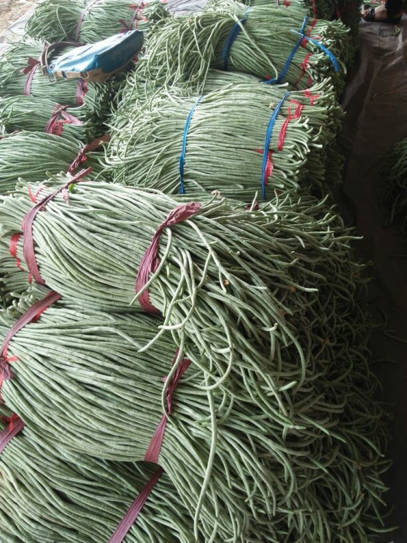 架豆王豆角70厘米以上，大量上市。