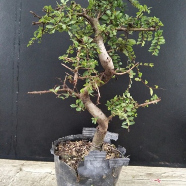 榆树4~6cm4cm以下0.5~1m