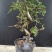 榆树4~6cm4cm以下0.5~1m