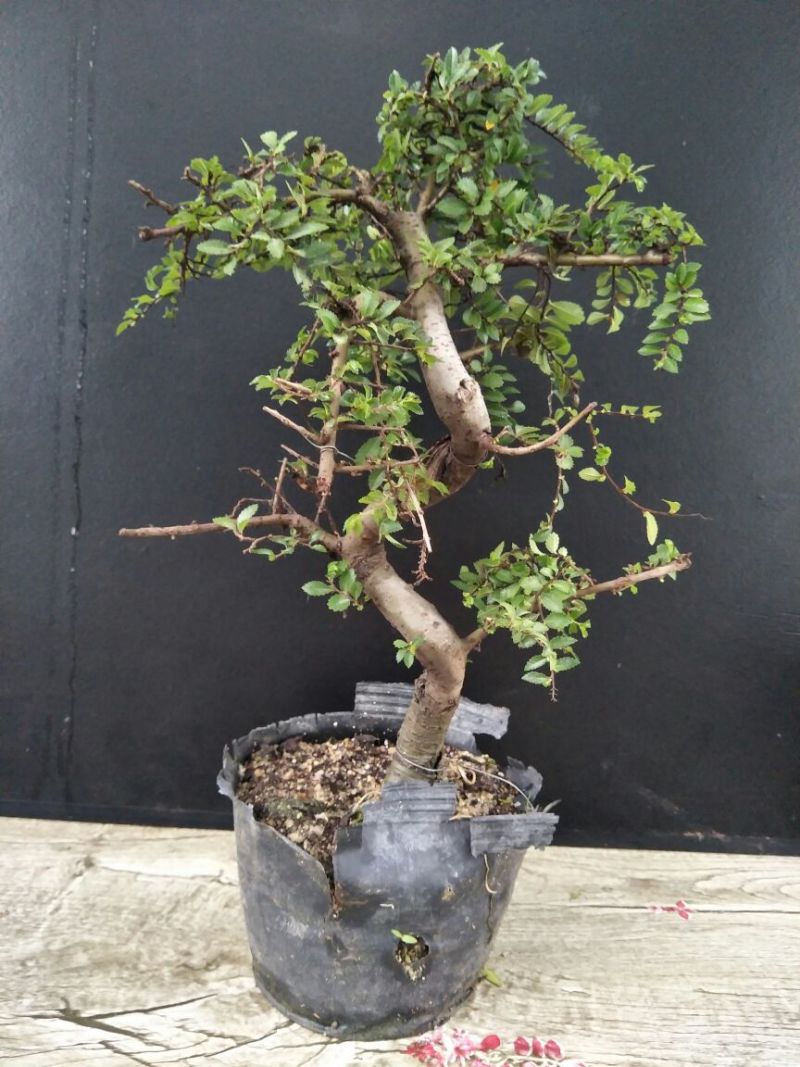 榆树4~6cm4cm以下0.5~1m