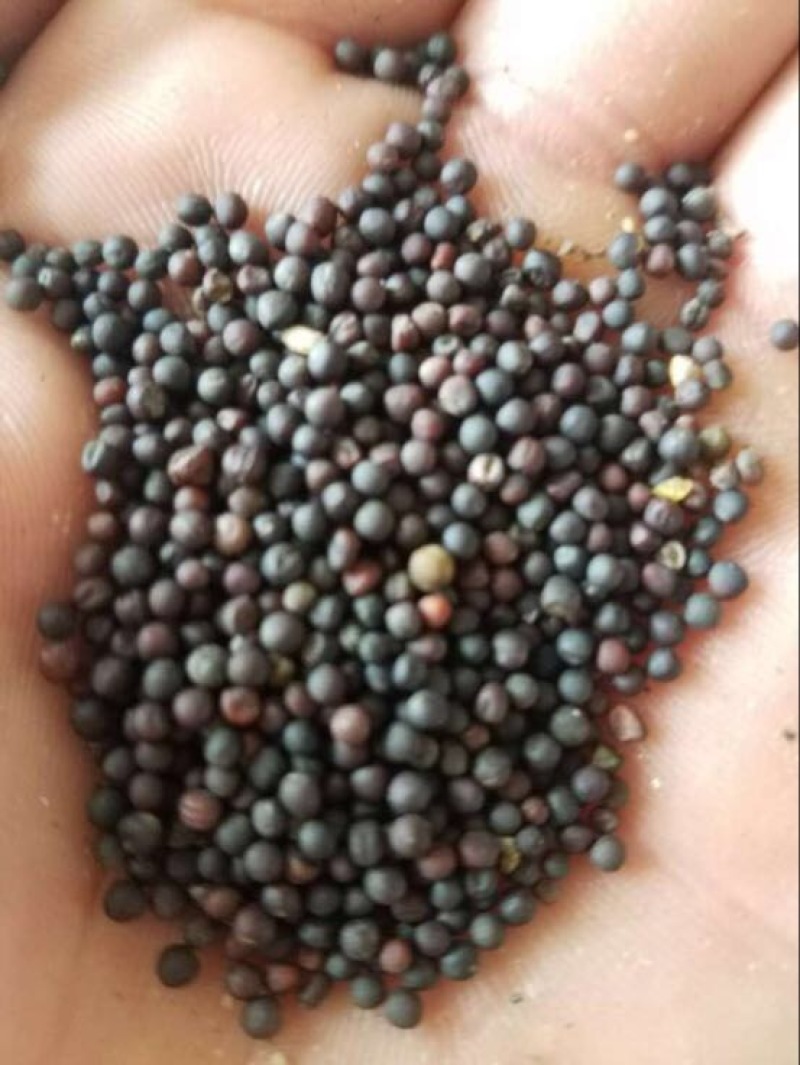 油菜籽