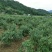 南高丛蓝莓鲜果10~12mm以上