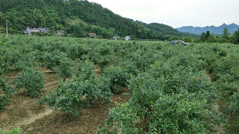 南高丛蓝莓鲜果10~12mm以上
