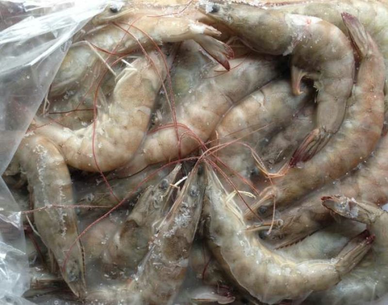 基围虾食用冰鲜虾