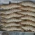 基围虾食用冰鲜虾